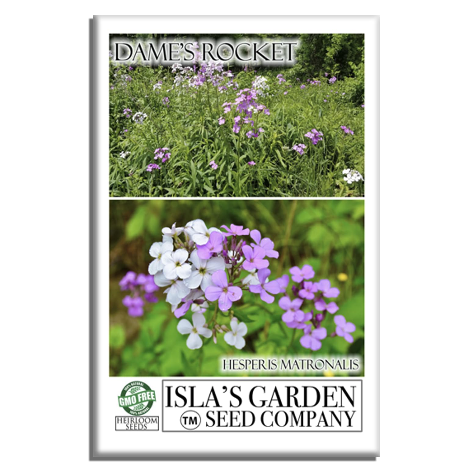 Amazon.com : Dame's Rocket Flower Seeds, 1000+ Non-GMO Heirloom